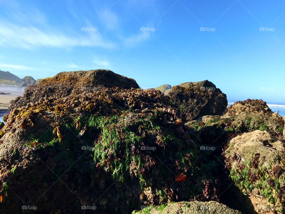 Can you spot the Starfish?