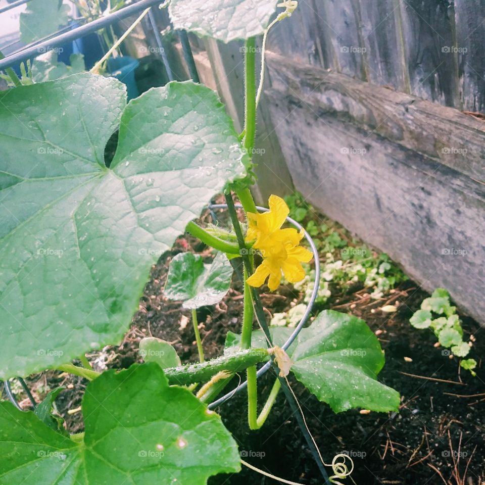 cucumber plant after the rain