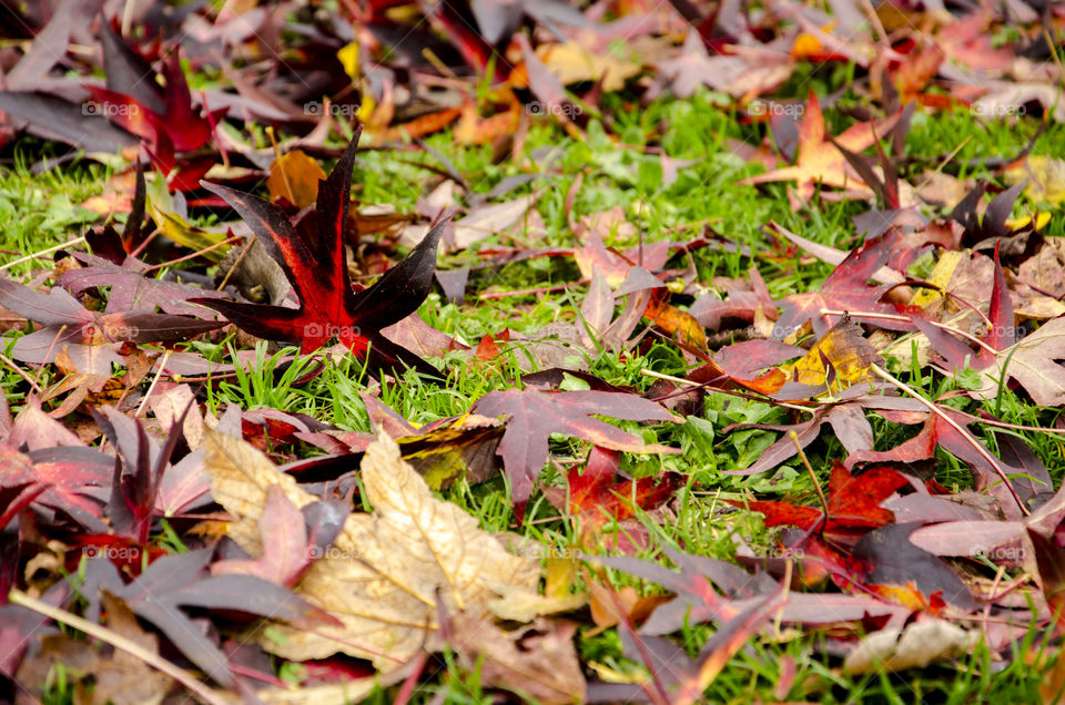 The colors of autumn - fallen leaves 