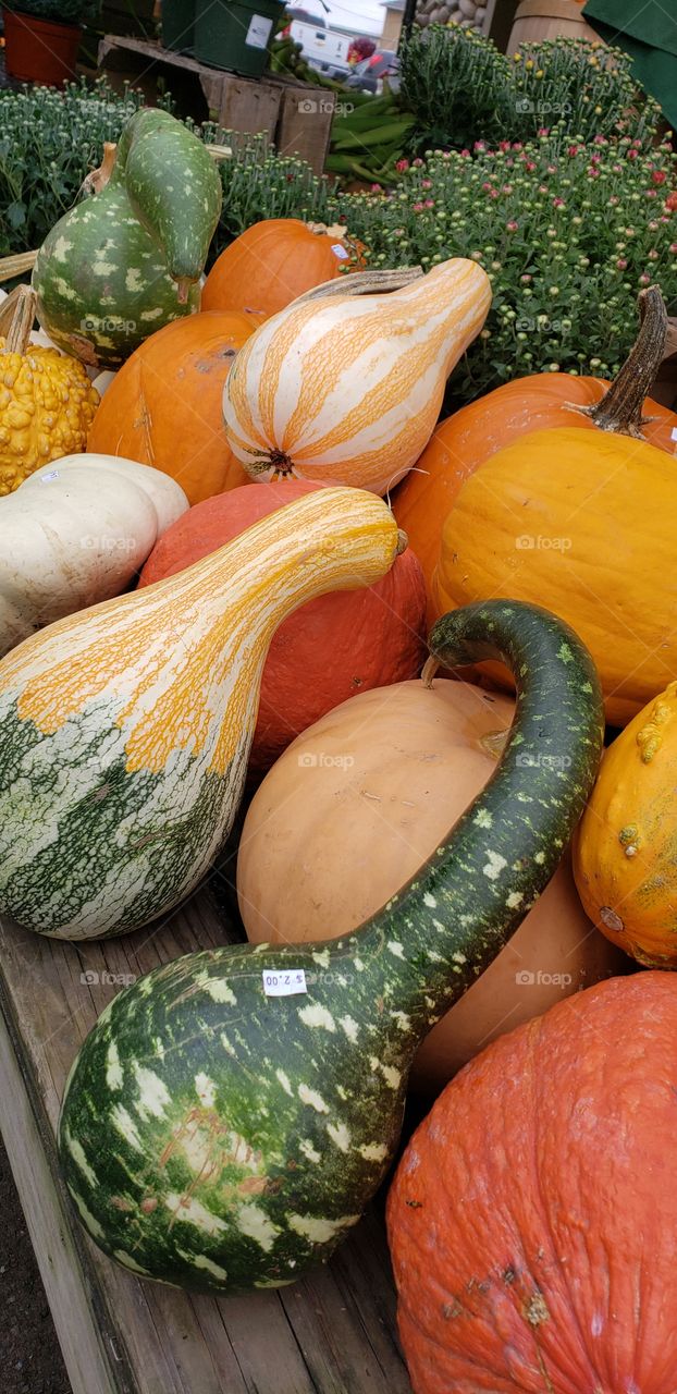 gourds and pumpkins