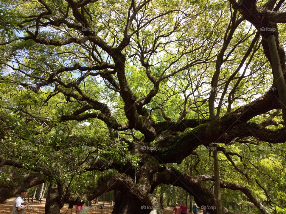 дуб ангела Южная Каролина США