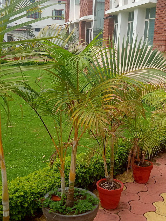 Grass and plants