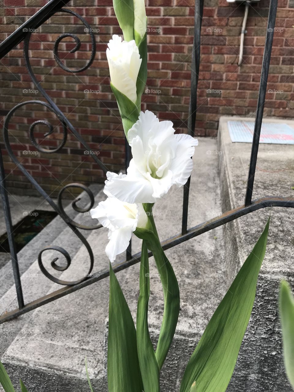 White gladiolus flower 