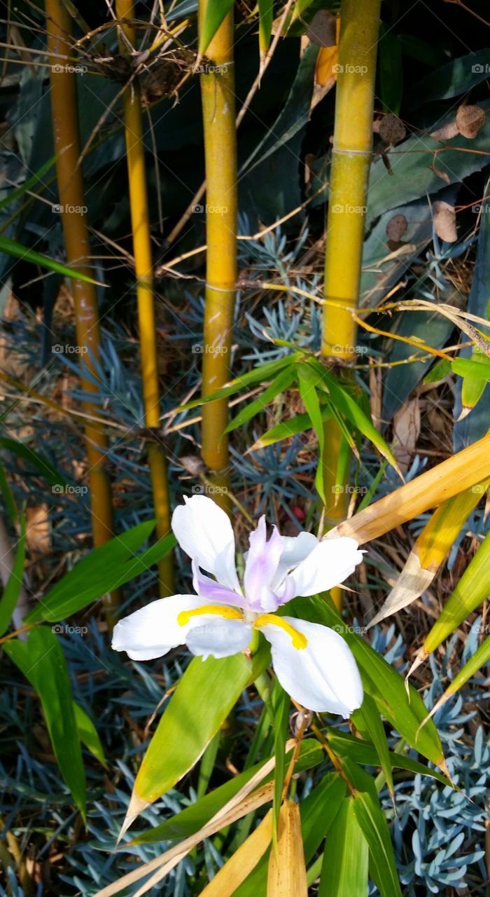 Bamboo Flower