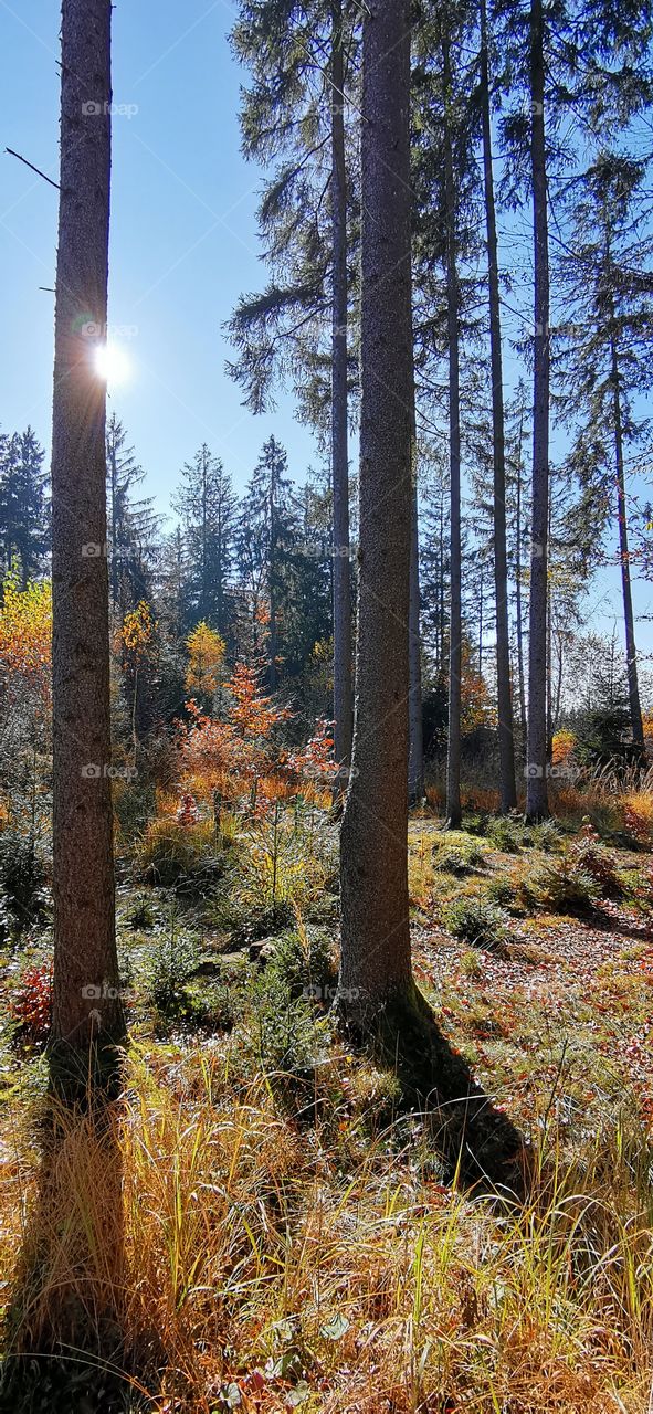 Herbstwald