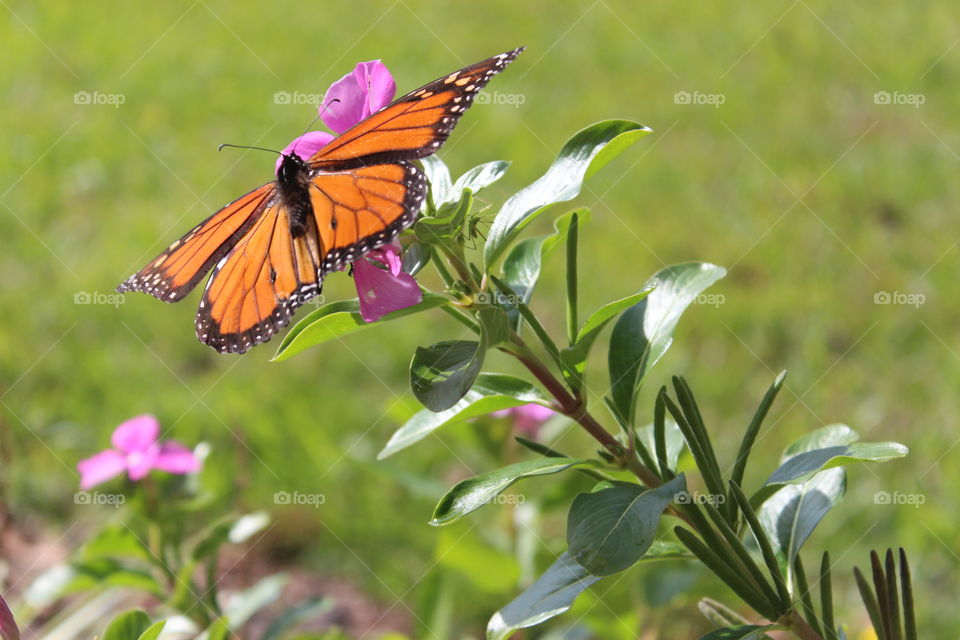 monarch butterfly