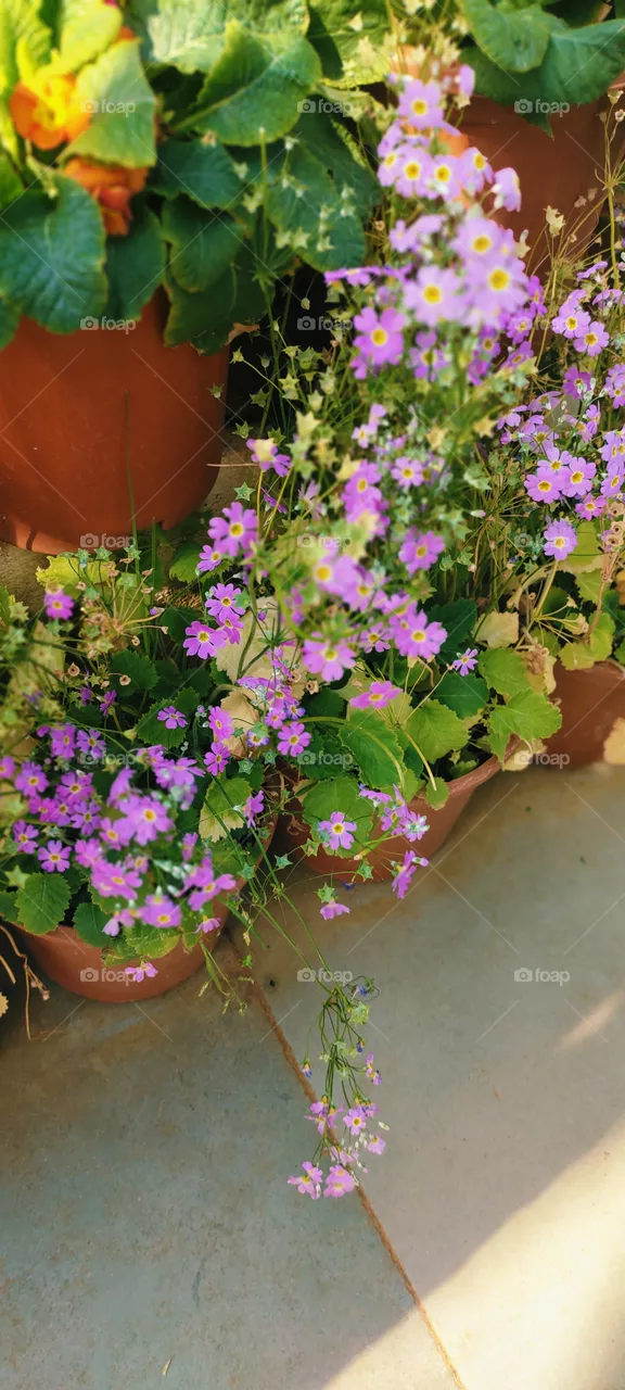 pink flowers