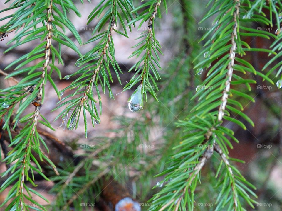 Water drop on pine branch 