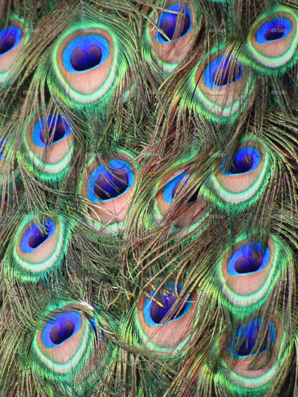 peacock's feathers