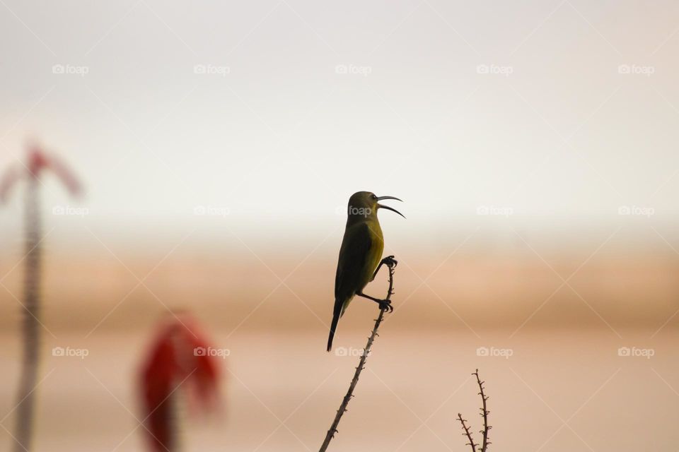 Females malachite sunbird berched on a branch at sunset