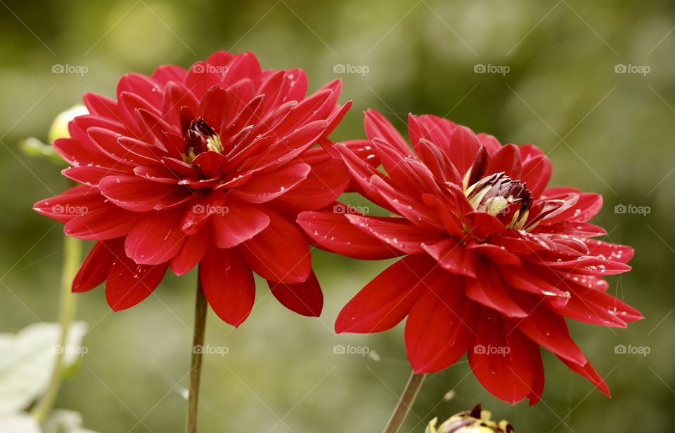 Red flowers 