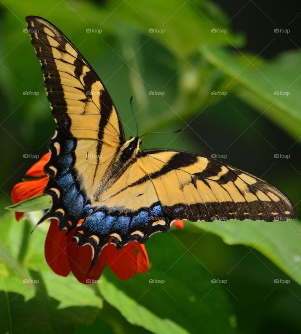 Yellow is my favorite color and it matches my disposition: cheerful and fun to be with, creative, critical of myself, and a perfectionist! Yellow is the best color to create enthusiasm for life and can awaken greater confidence and optimism! I love a challenge, particularly a mental challenge!