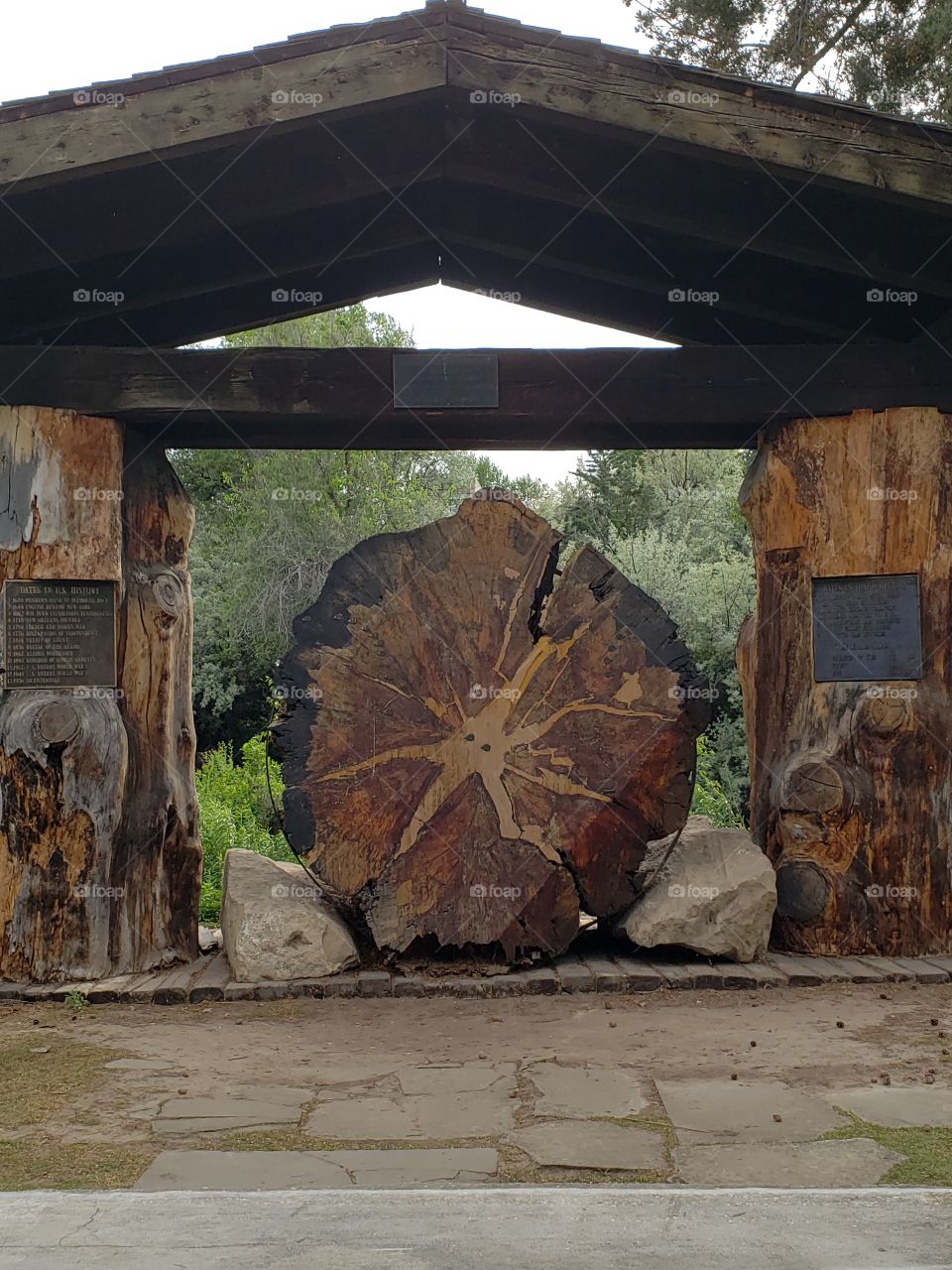 largest Ponderosa pine tree