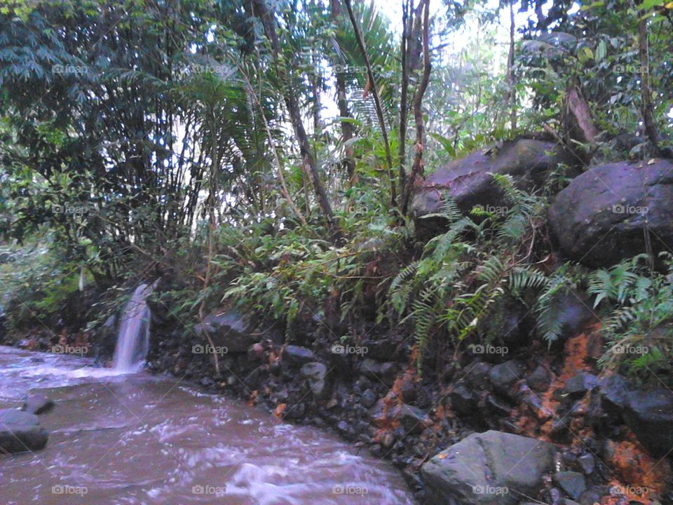 hutan hujan tropis yang jarang di kunjungi