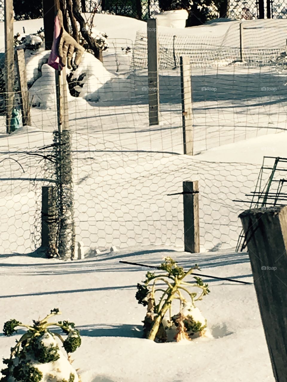 Waiting for spring. Communal garden 