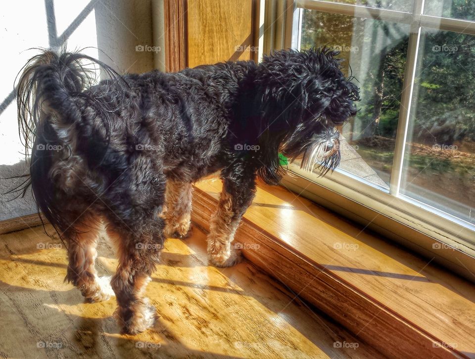 Cute Dog by Window