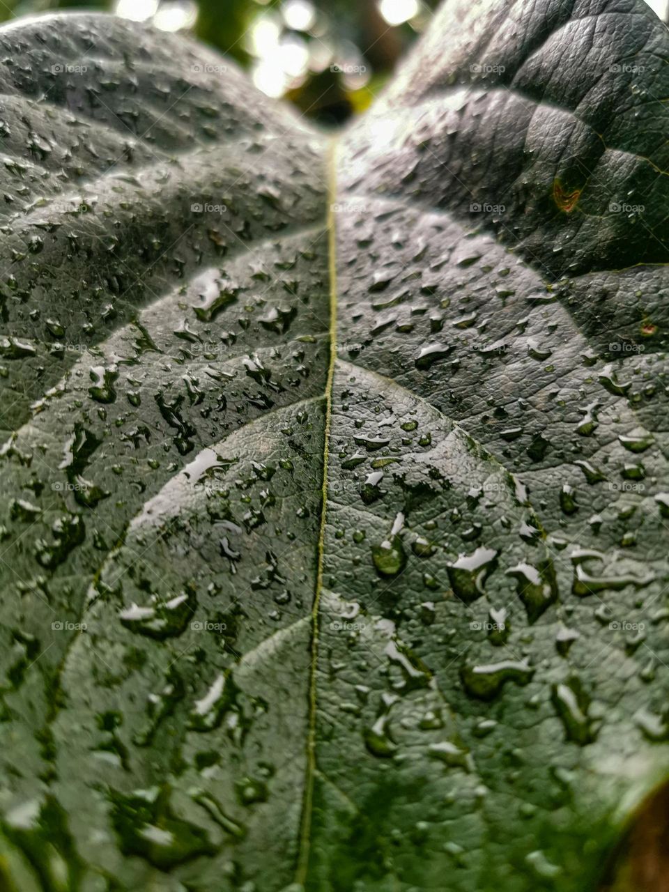 Morning drizzle on leaf