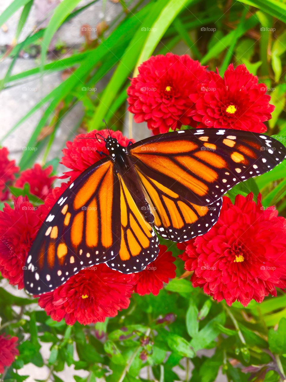 Butterflies,insects 