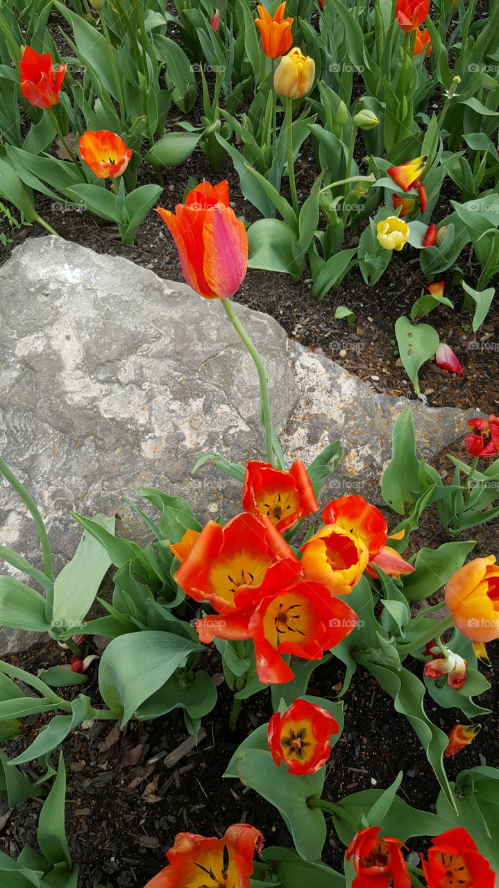 Tulip, Flower, Garden, Nature, Flora
