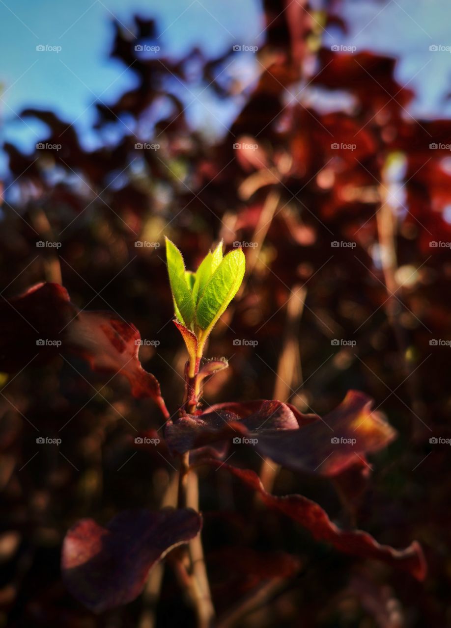 Welcome spring. Young bushes leaves awakening to early morning sunlight.