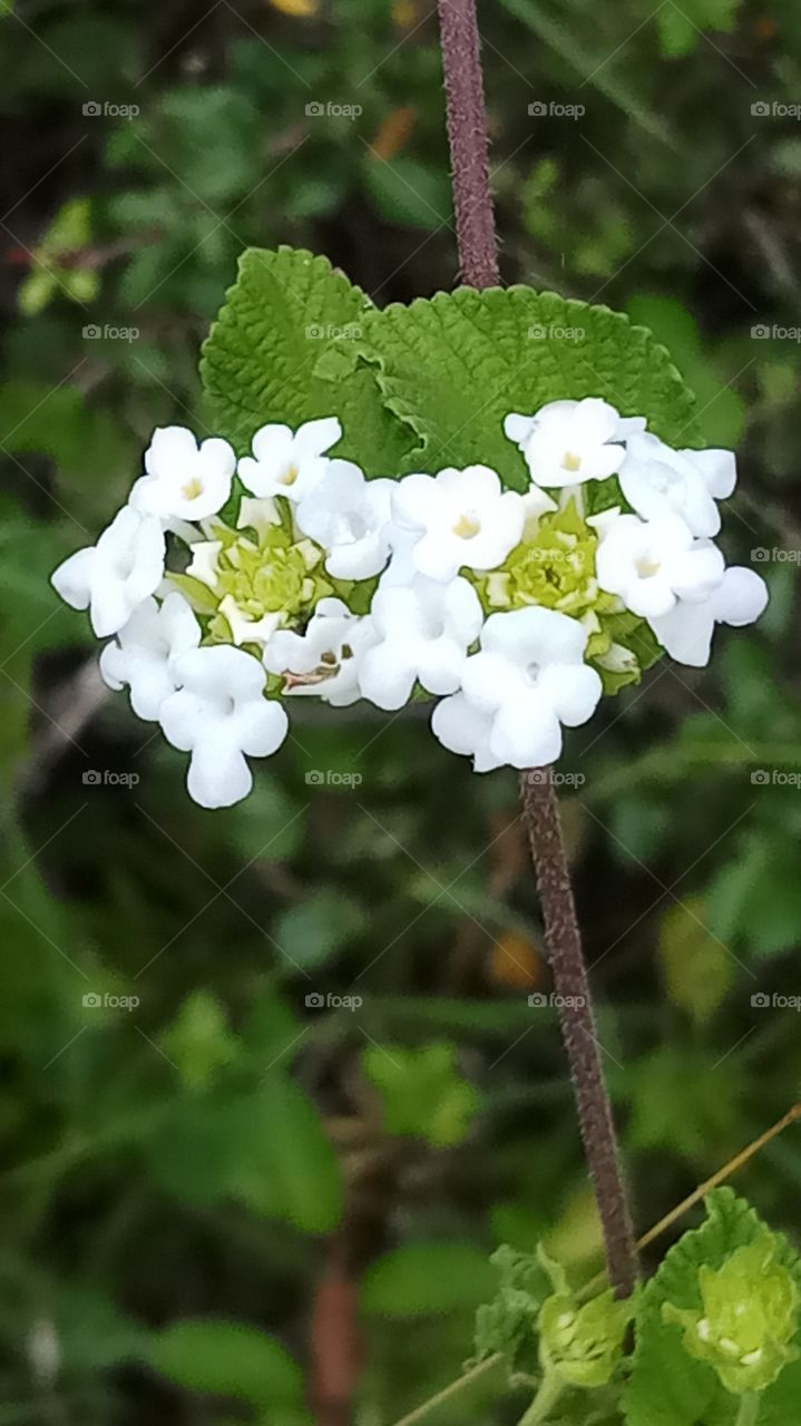 This is very nice click and very beautyfull