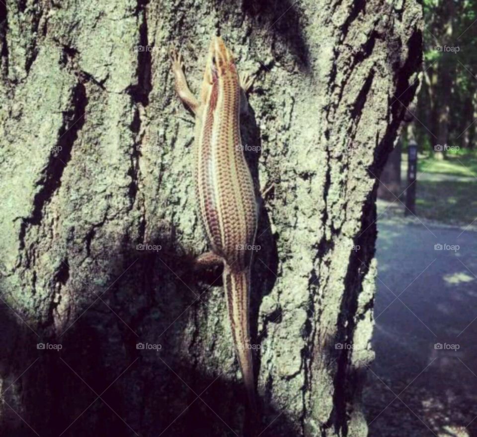 Mamma lizard. Pregnant lizard on a tree