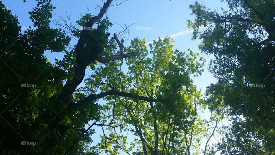 trees and sky