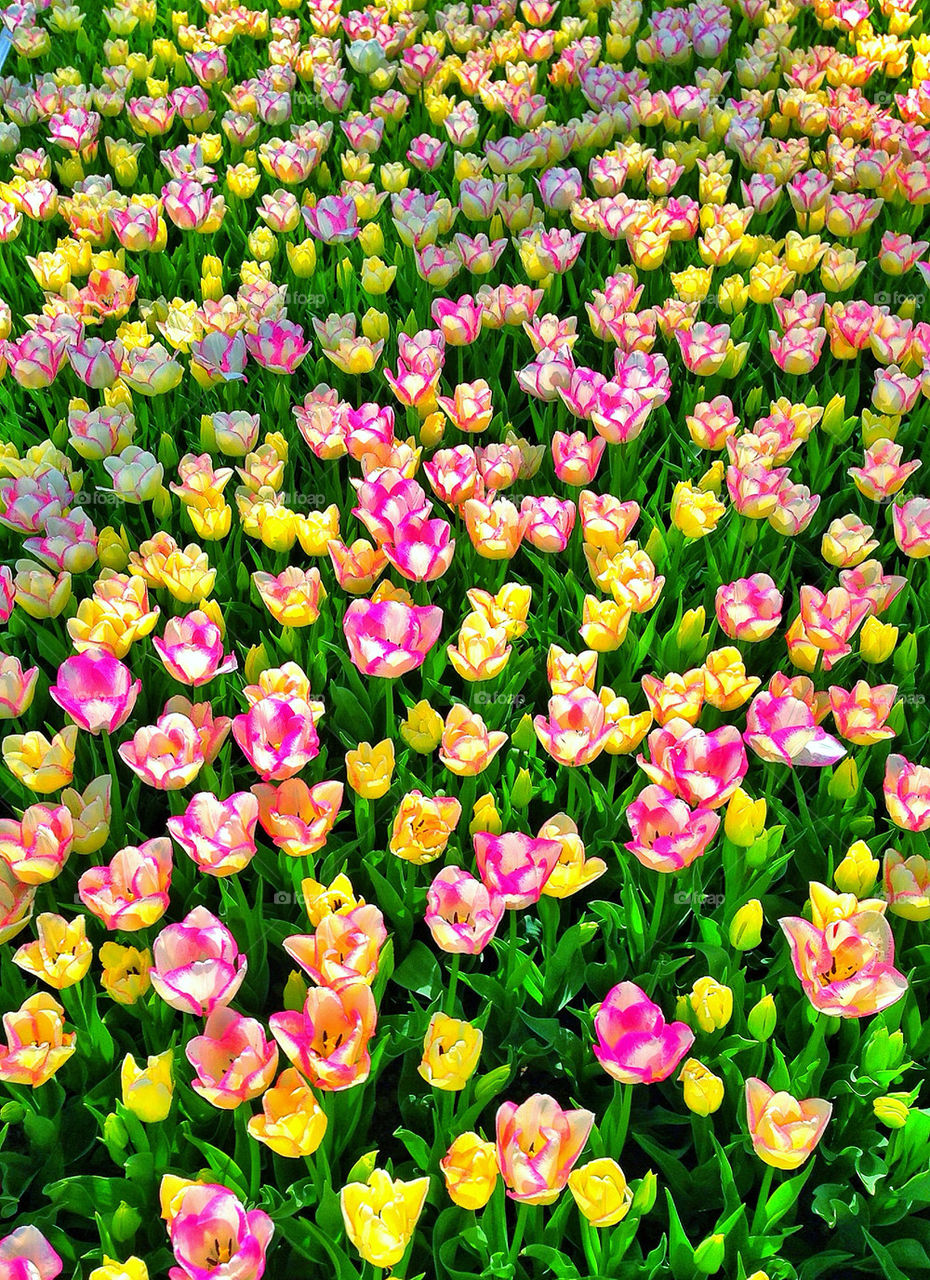 Tulips garden