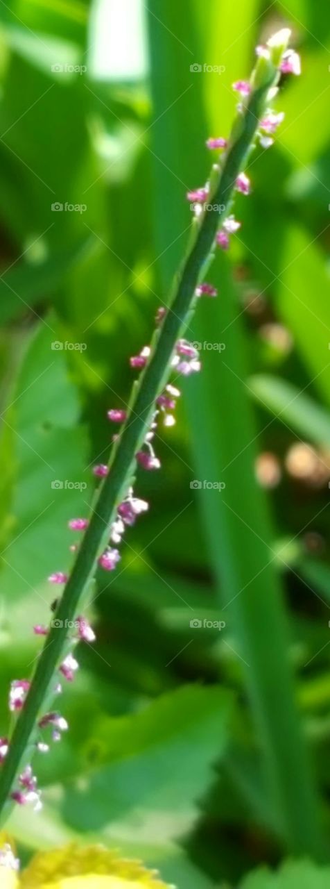 Leaf, Flora, Growth, Nature, Rain