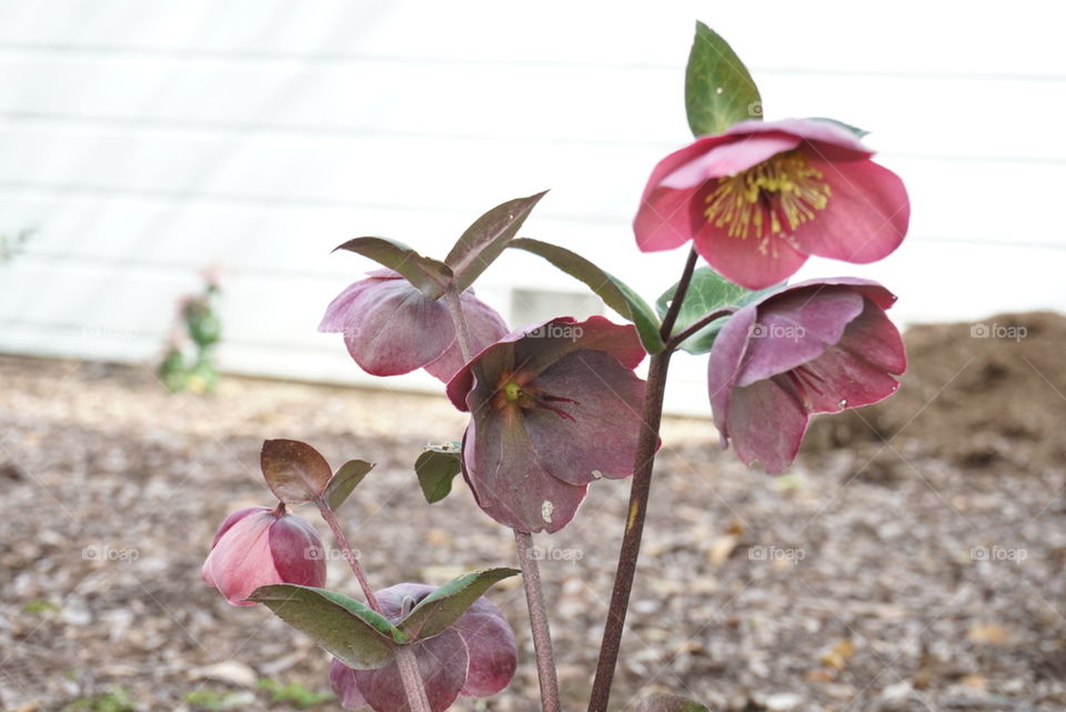 Fritillaria Meleagris L.
Chequered  Daffodil
Spring 
California flowers