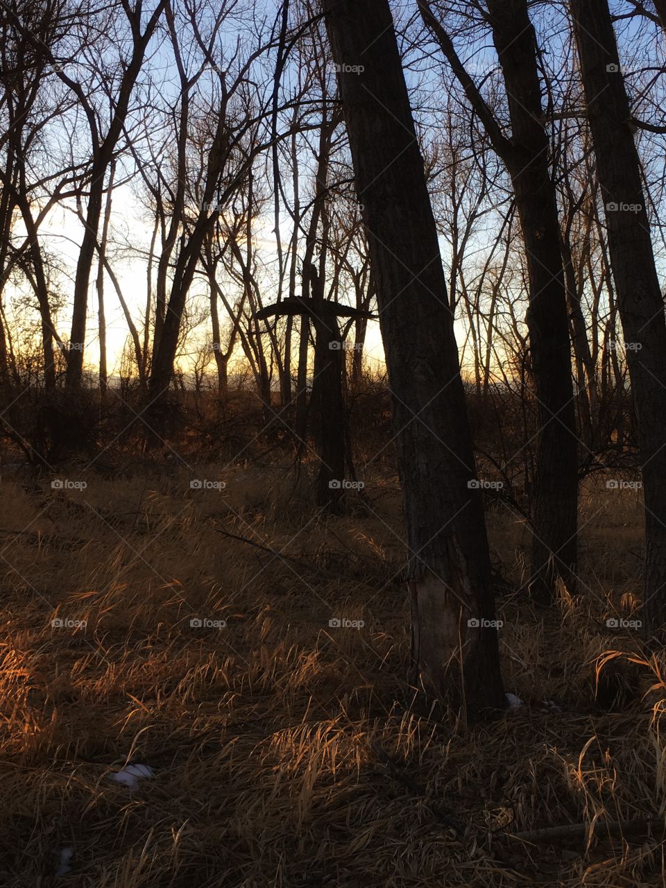 Spooky forest. Blair witch tree formation 