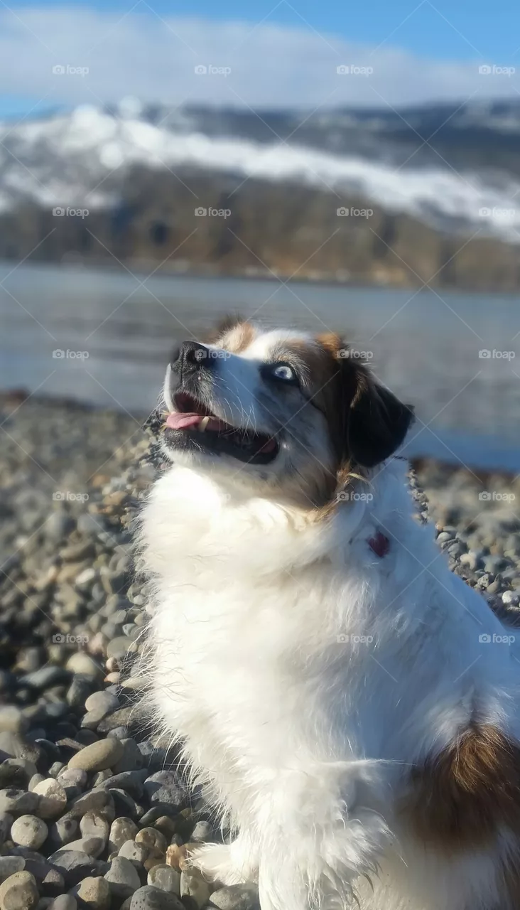 River dog
