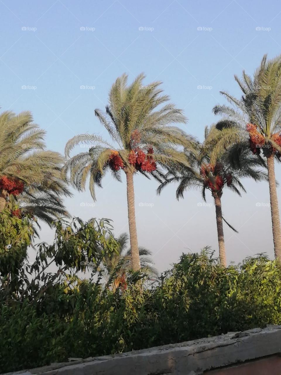 palm trees