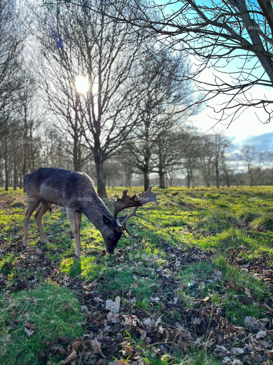 Deer in Forest