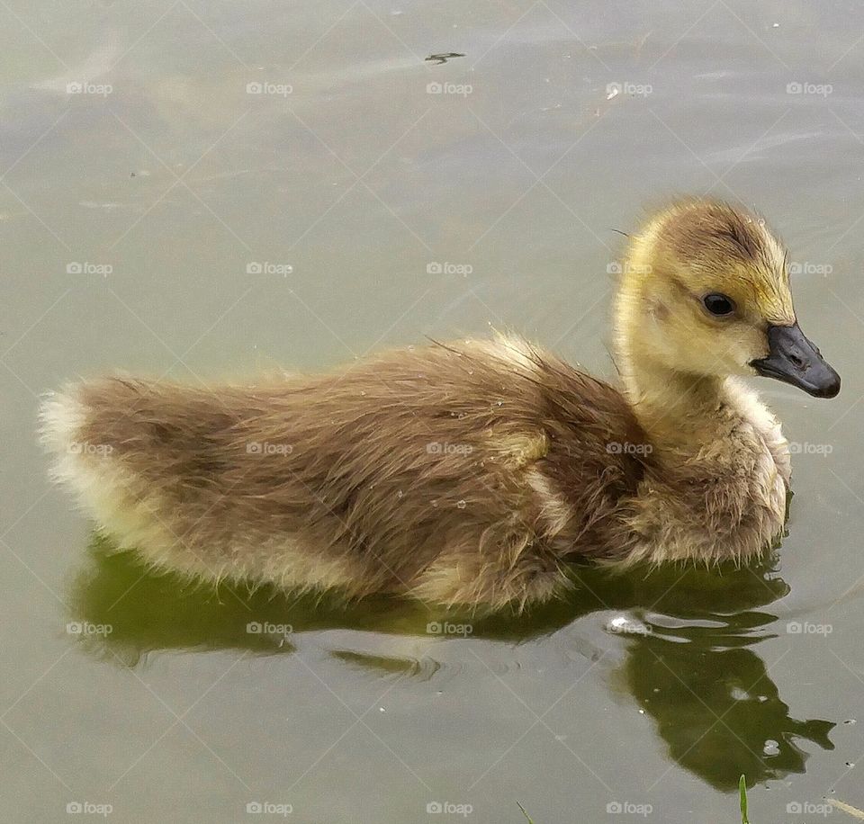 Baby goose floating on the water