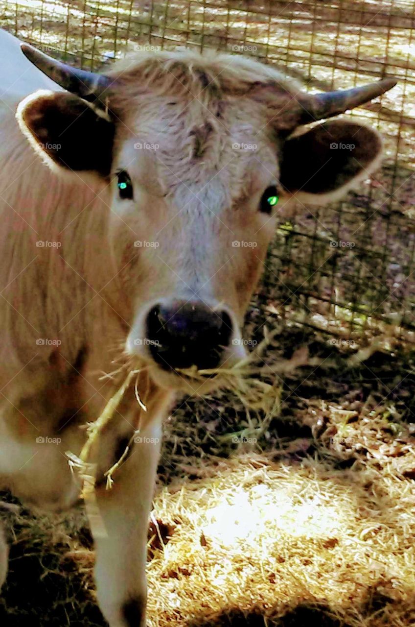 cow