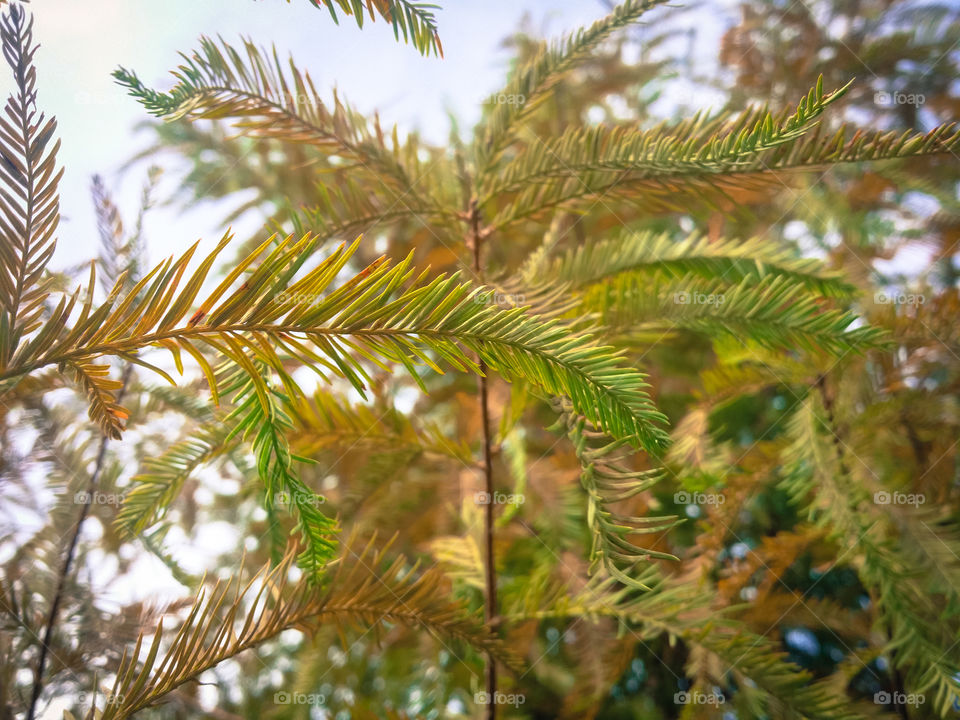 Cypress Leaves