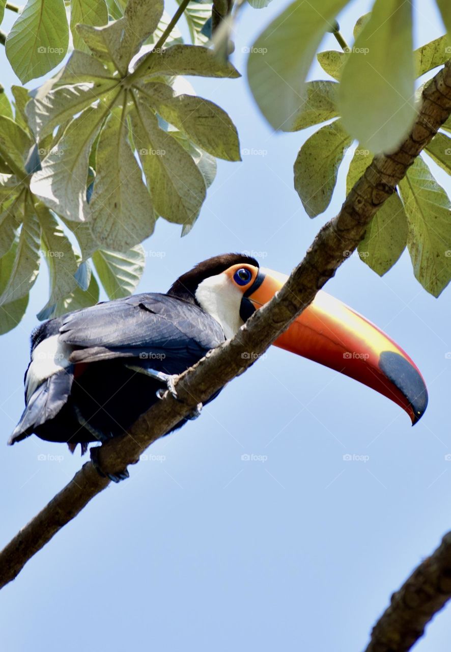 Toucan 