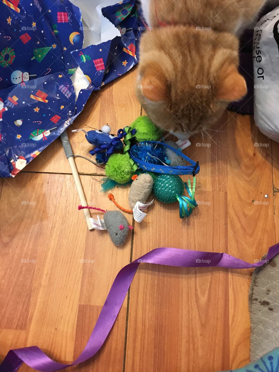 Tom orange and white tabby is checking out his Christmas toys boy Santa’s good I got lots of toys 
