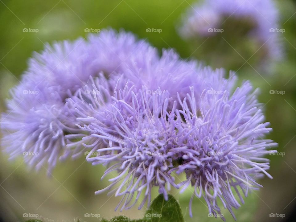 Violet flower