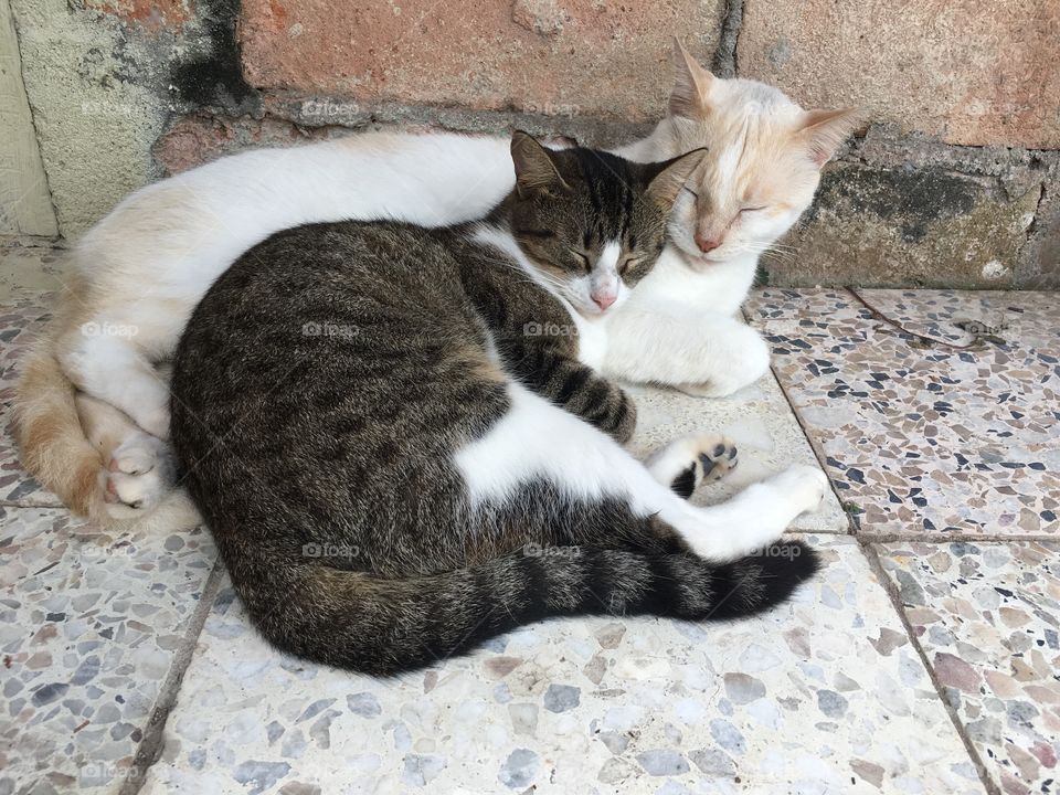 Una pareja de gatos toma una siesta 