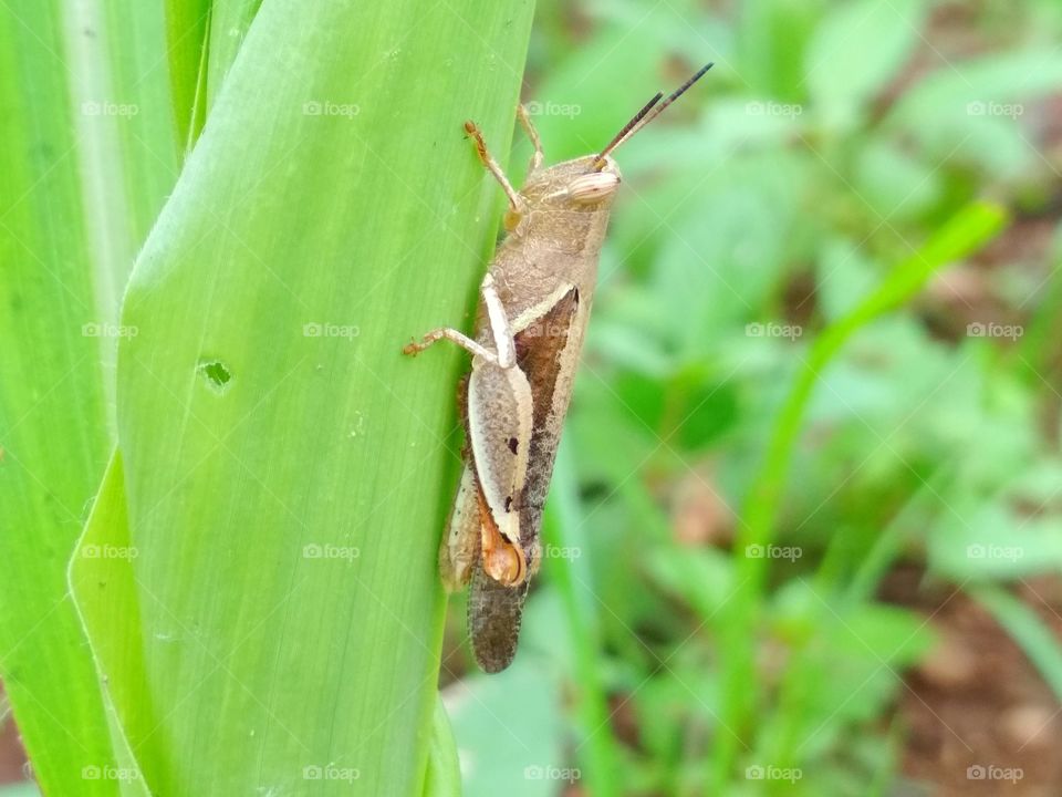 insect photo