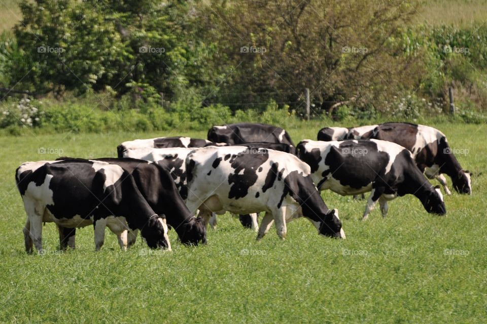 A group of Holstein cows grazing in a field
