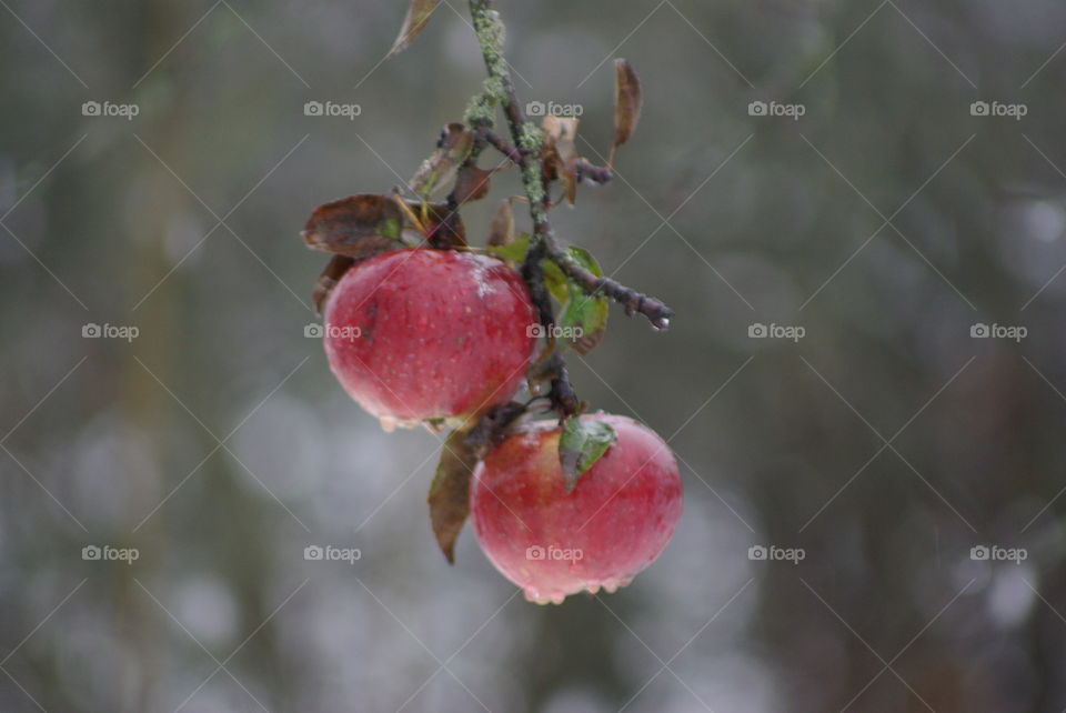 apples on a tree branch