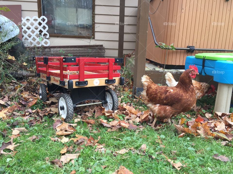 Chicken towing a wagon 
