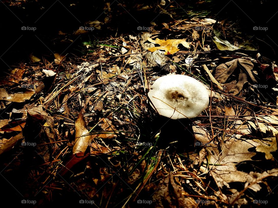 mushroom on the forest floor.