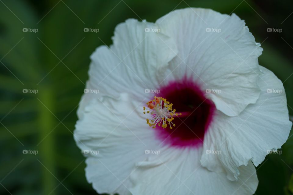 Close Up White Hibiscus 