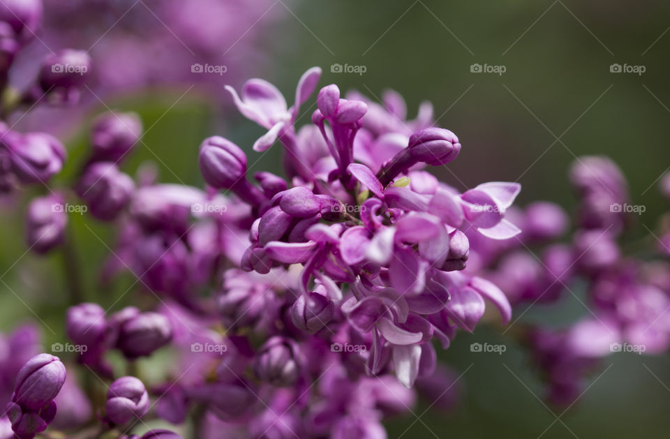 close up of lilac,  soft focus.  spring blossom concept