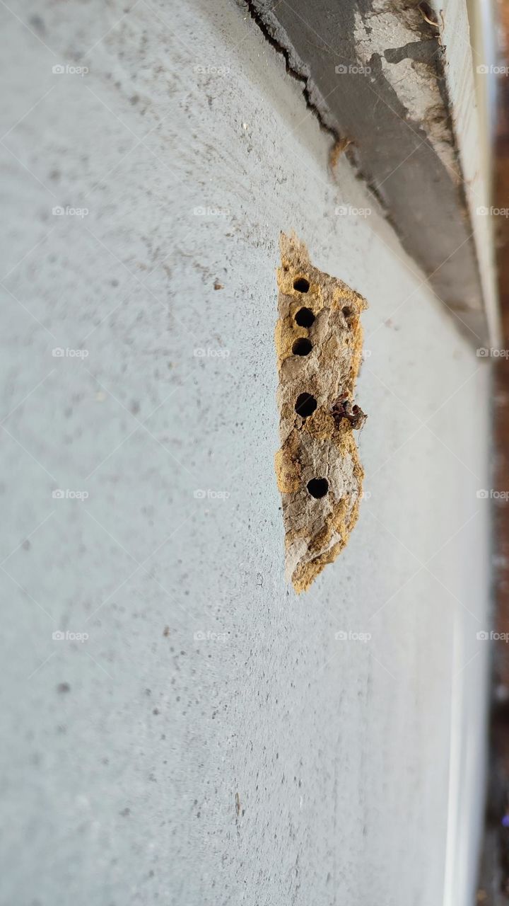 Wasp nest