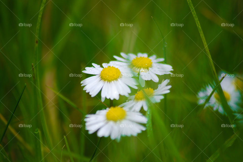 Elevated view of wet flower
